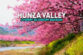 Hunza Blossom Festival